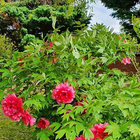 Vendeghaz בית הארחה 3*