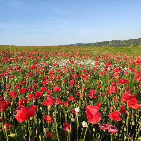 Vendeghaz בית הארחה Helesfa