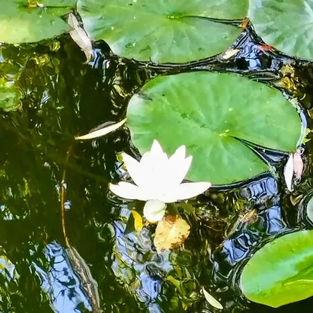 Vendeghaz 3* Helesfa